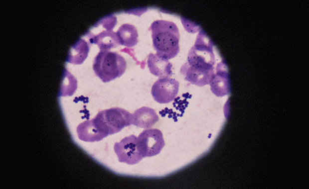 Labo staal microscoop